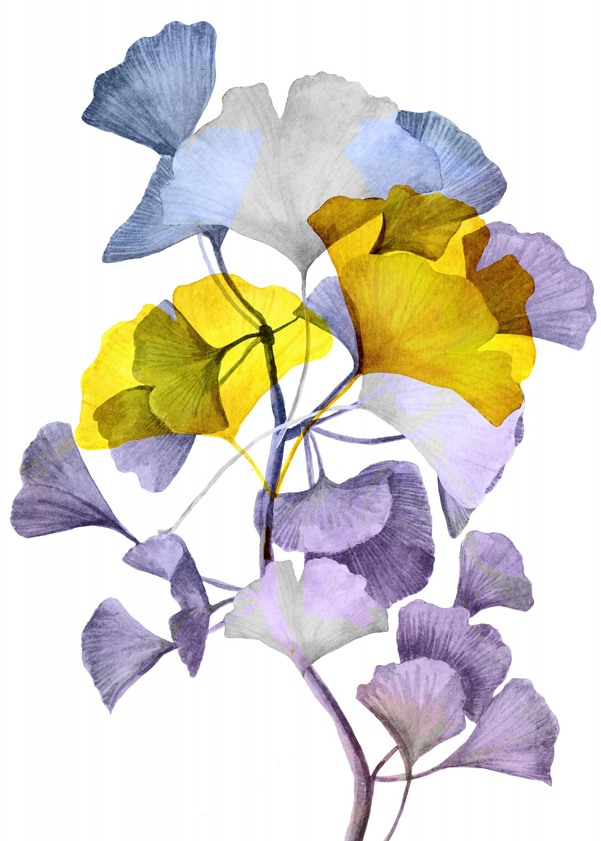Ginko biloba 1 Poster och Canvastavla