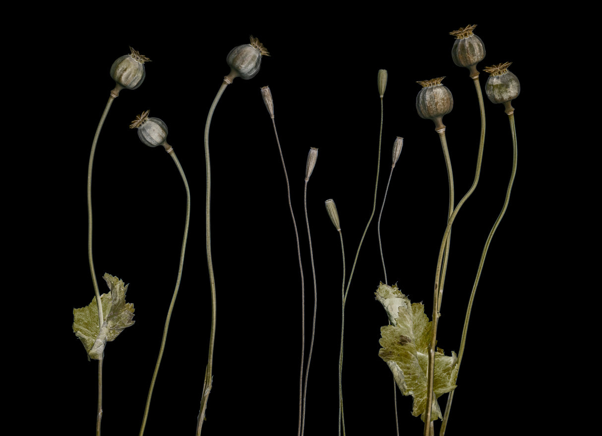 Poppy pods Poster och Canvastavla