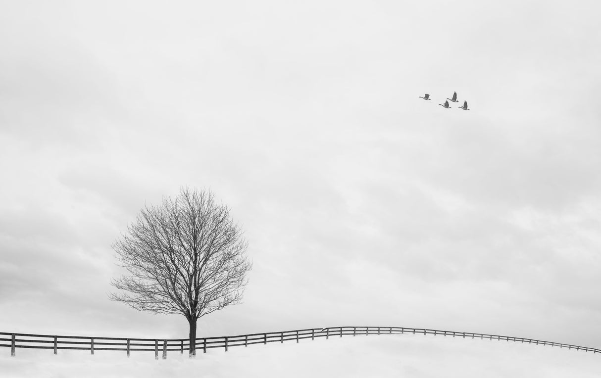 The field after snow Poster och Canvastavla