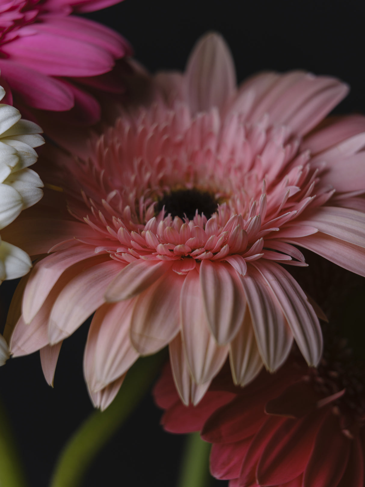 beautiful flowers Poster och Canvastavla