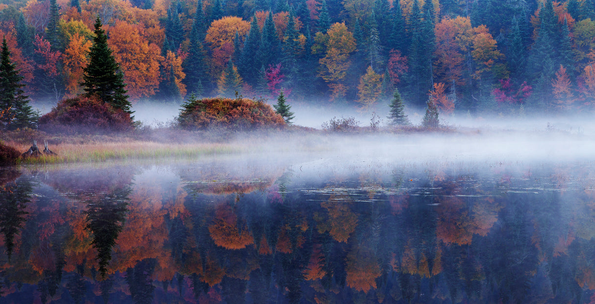 Laurentian Forest Poster och Canvastavla