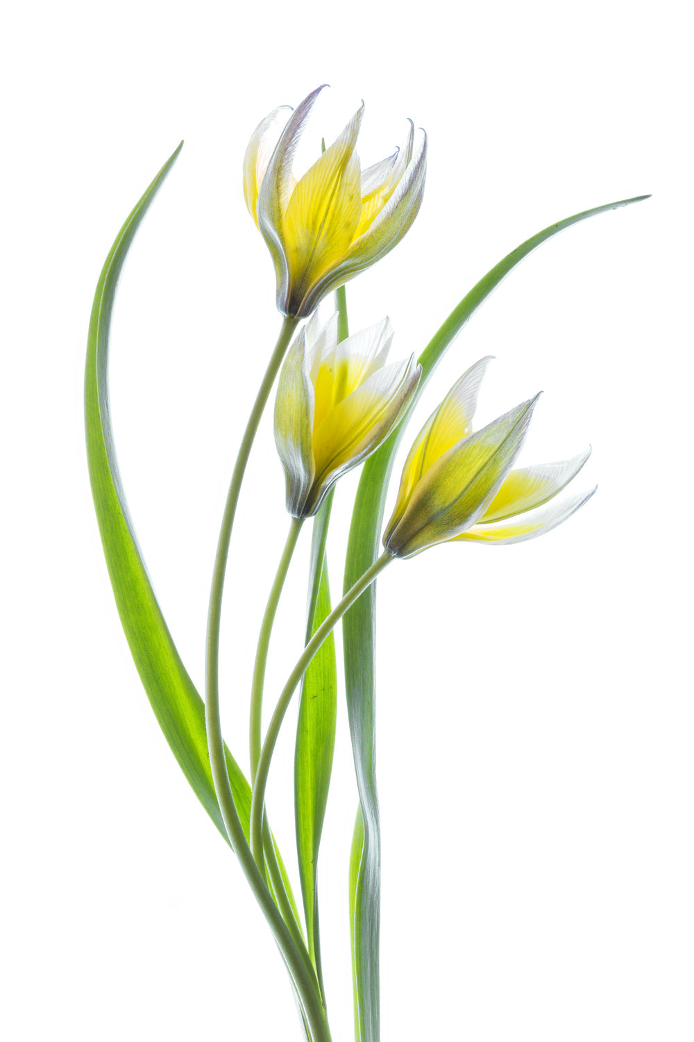 ~~Tulipa~~ Poster och Canvastavla