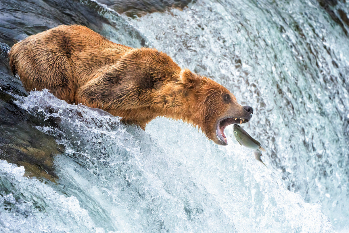 Grizzly Bear's Salmon Spectacle Poster och Canvastavla