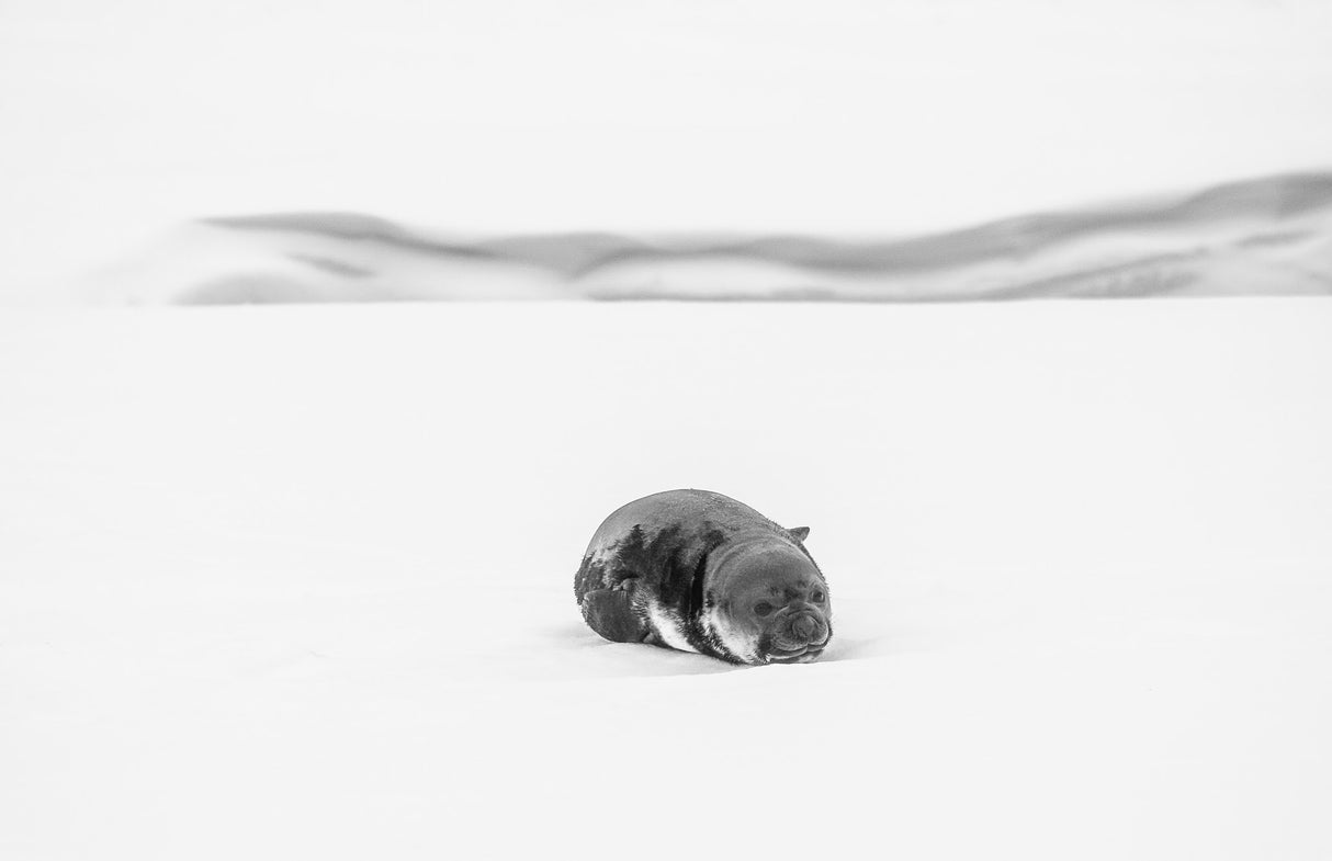 Lonely Poster och Canvastavla
