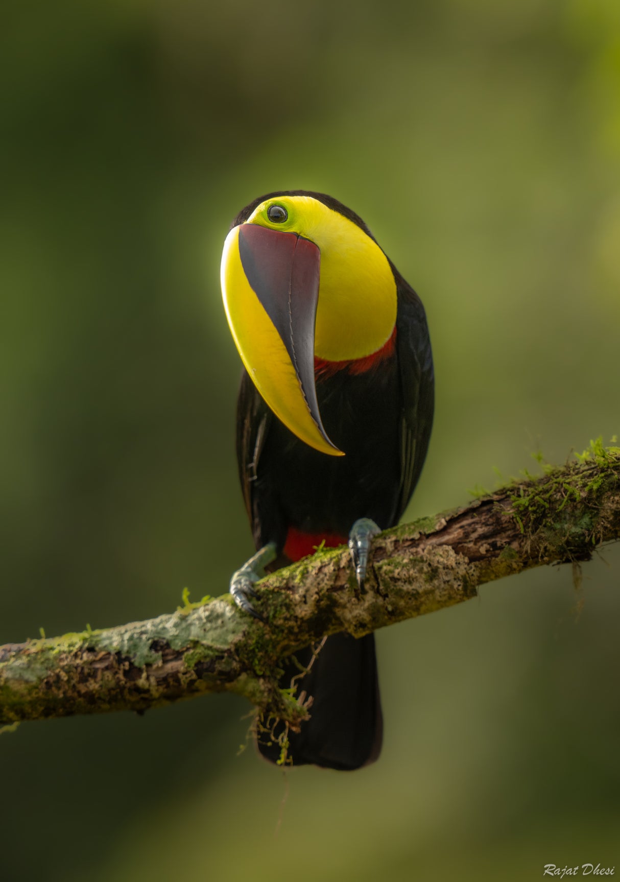 Chestnut Mandibled Toucan Poster och Canvastavla