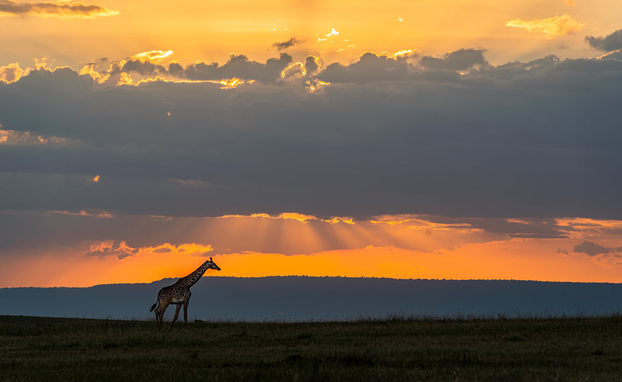 Giraffe at sunset Poster och Canvastavla