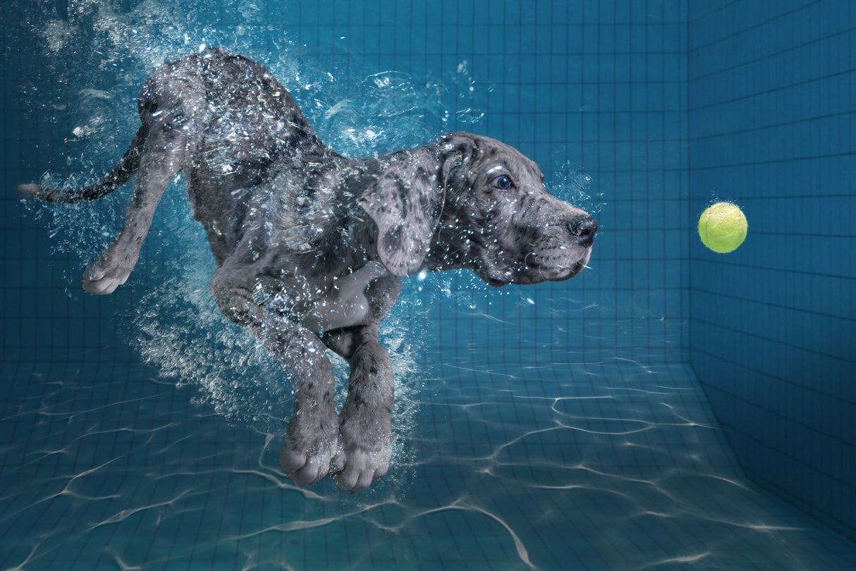 SplashDog Poster och Canvastavla