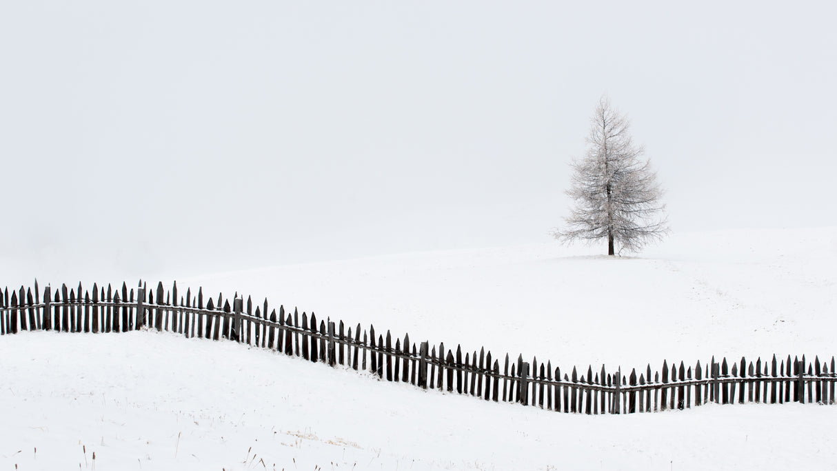 The larch behind the fence Poster och Canvastavla