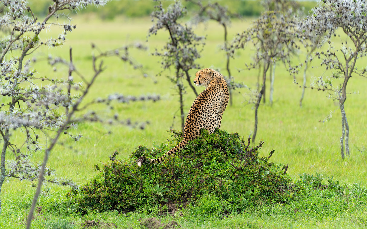 CHEETAH Poster och Canvastavla
