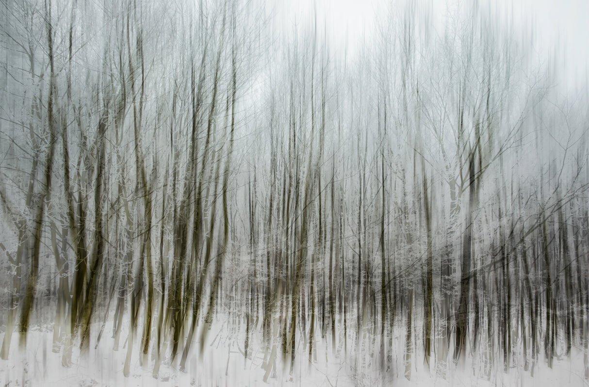 dancing trees Poster och Canvastavla