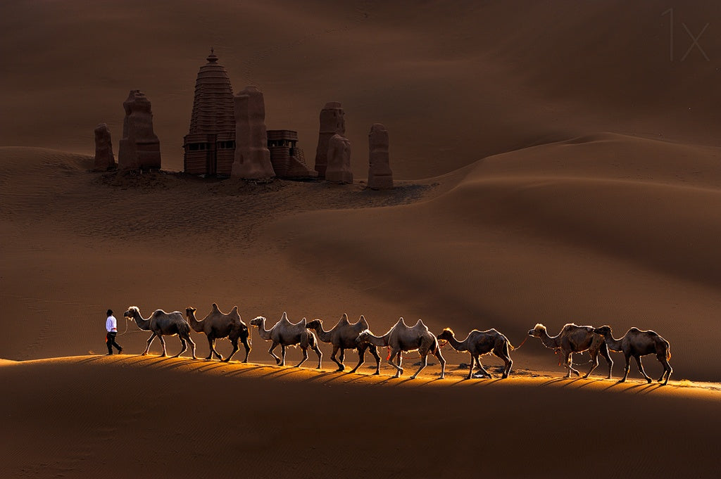 Castle and Camels Poster och Canvastavla