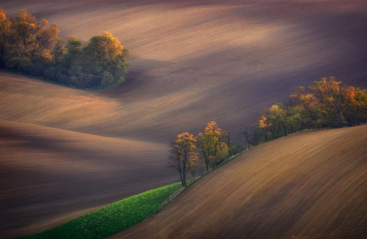 Fields of South Moravia Poster och Canvastavla