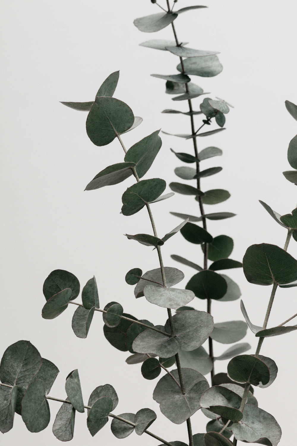 Eucalyptus Natural 07 Poster och Canvastavla