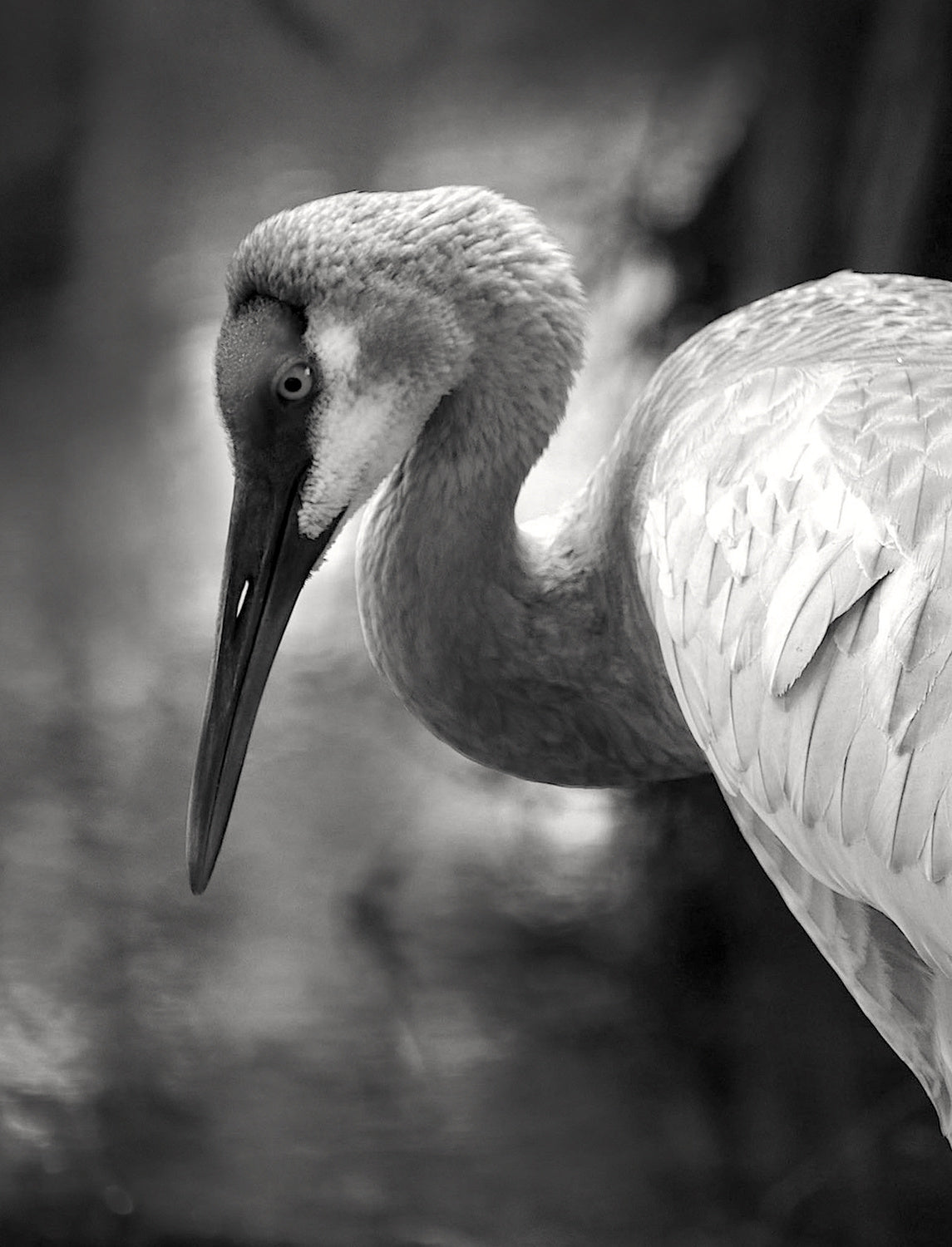 The Sandhill Crane on the pond Poster och Canvastavla
