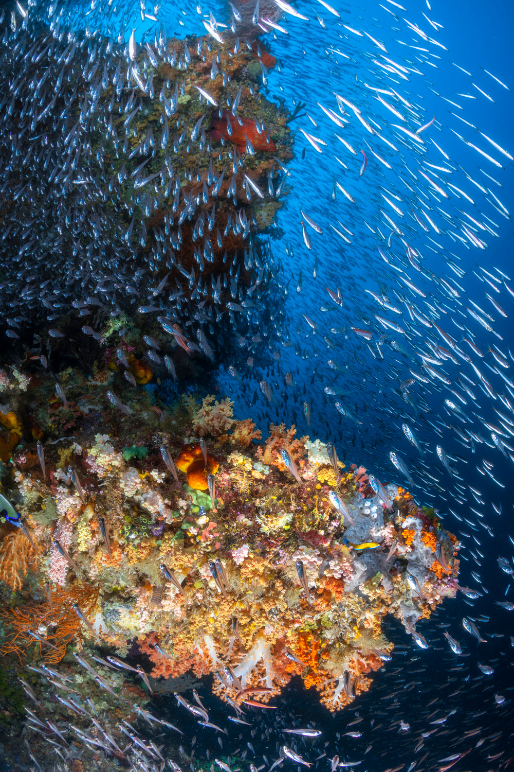 Coral reef under the sun of Raja Ampat. Poster och Canvastavla