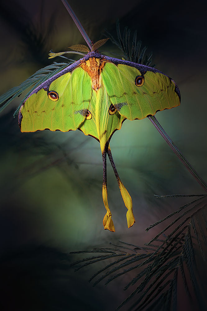 Moon Moth Poster och Canvastavla
