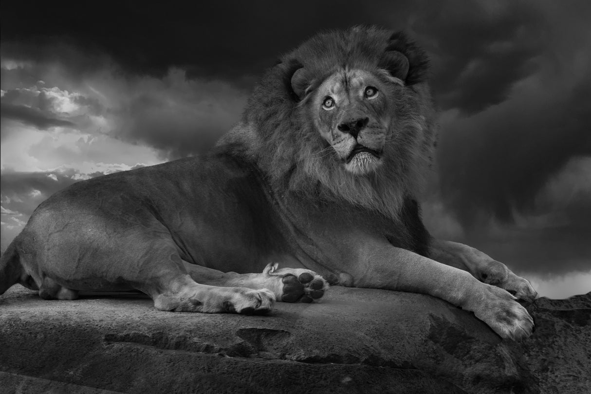 The Lion King Poster och Canvastavla