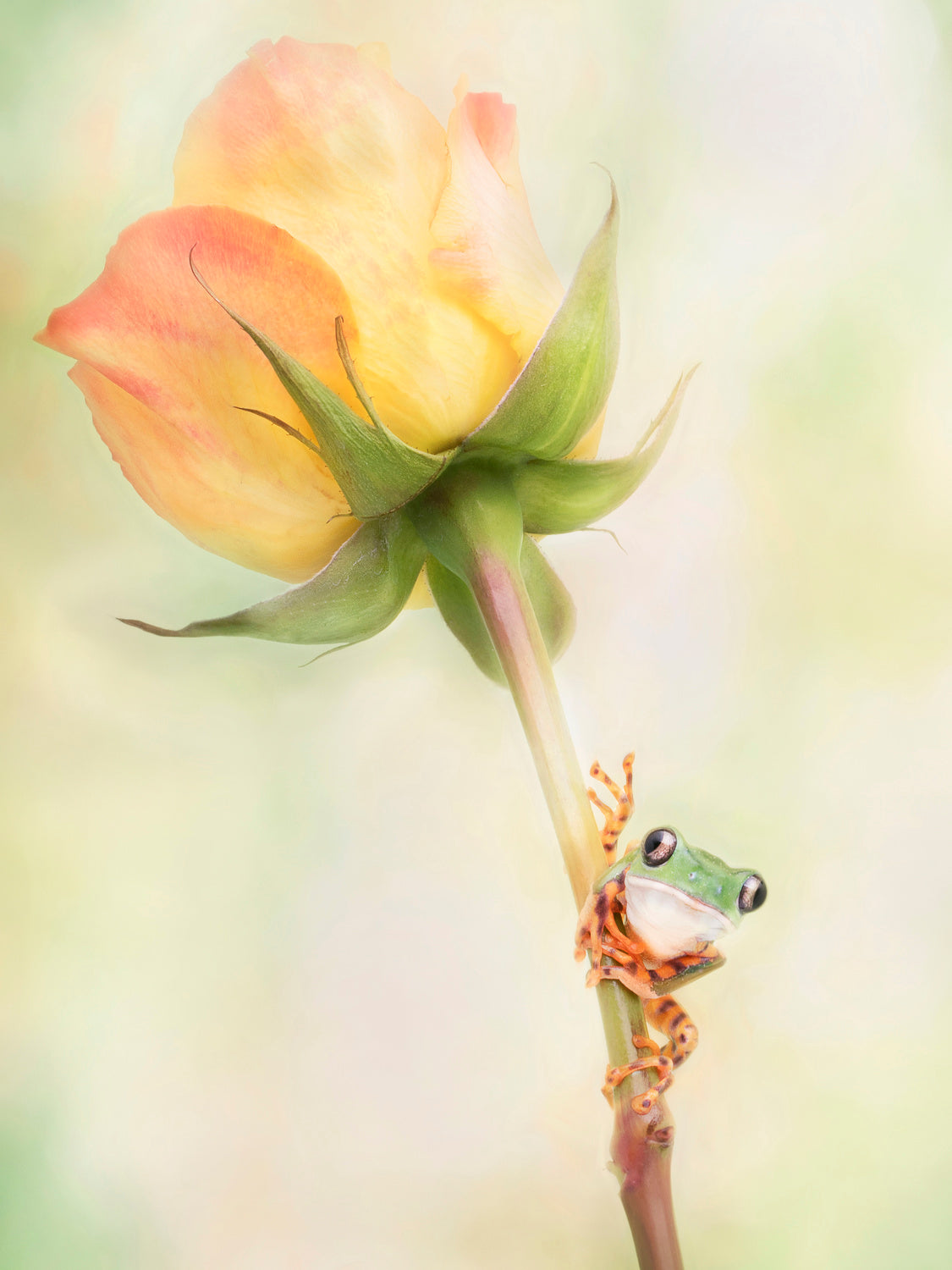 Tiger Leg Monkey Tree Frog Poster och Canvastavla