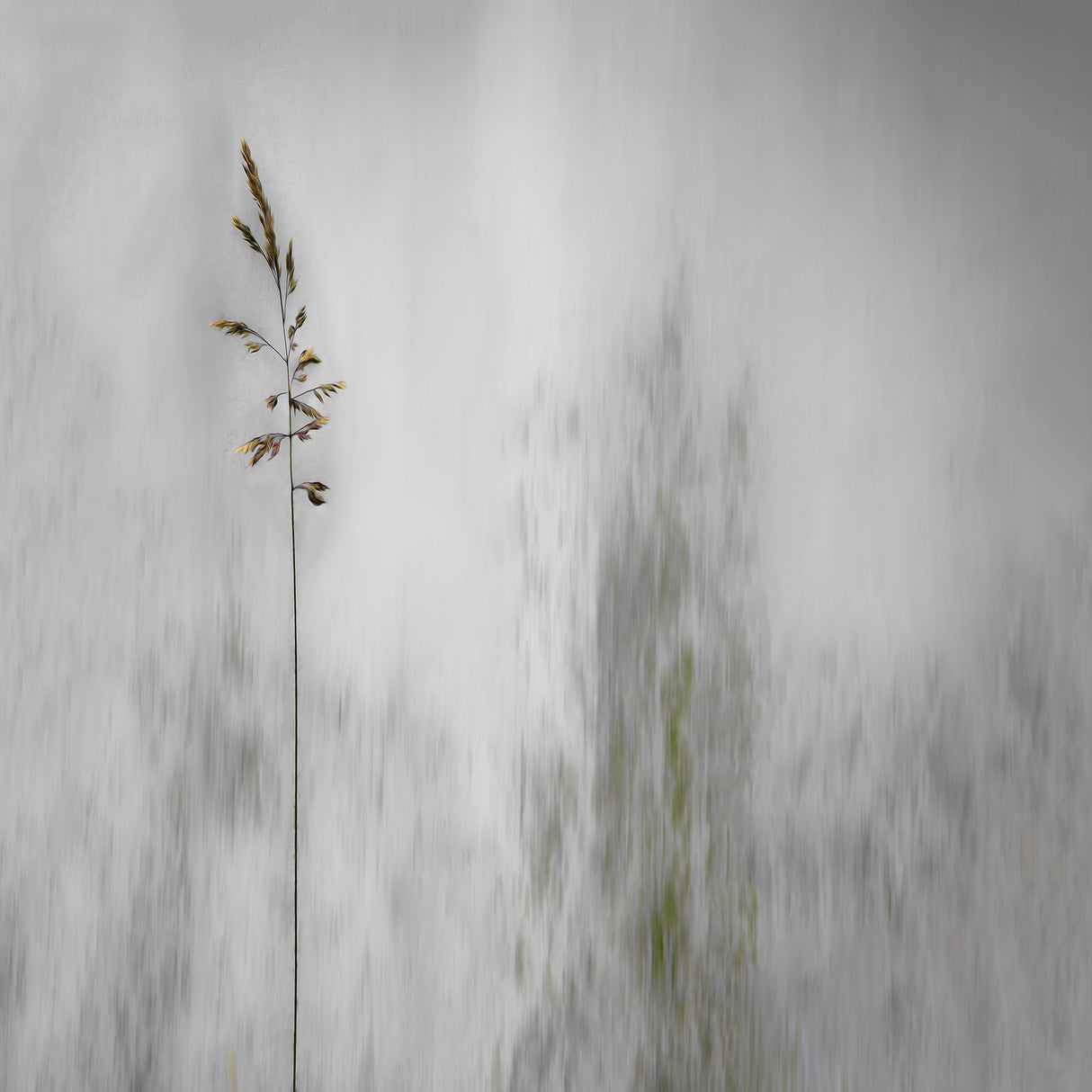blade of grass Poster och Canvastavla