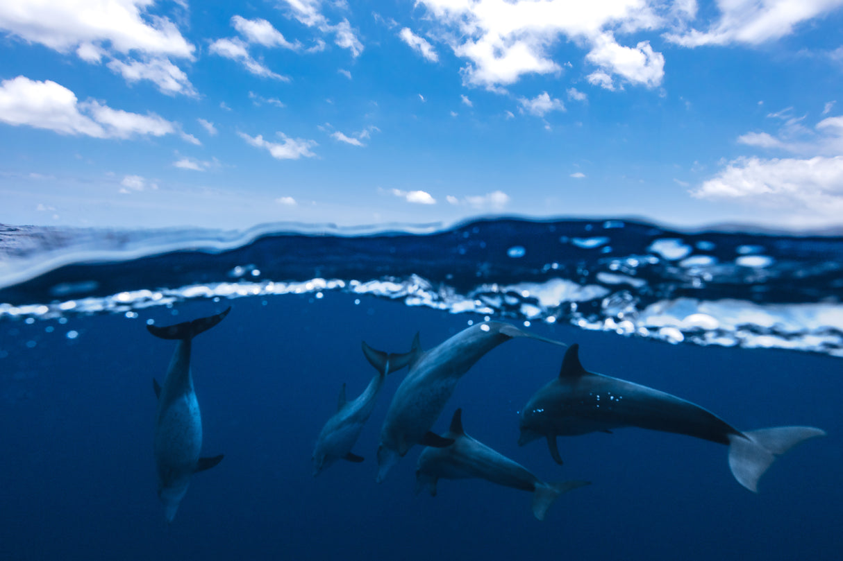 Between air and water with the dolphins Poster och Canvastavla