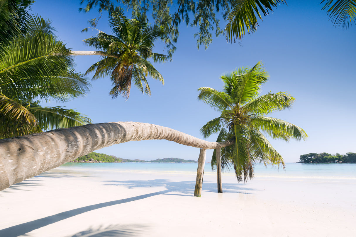 Tropical Palm Poster och Canvastavla