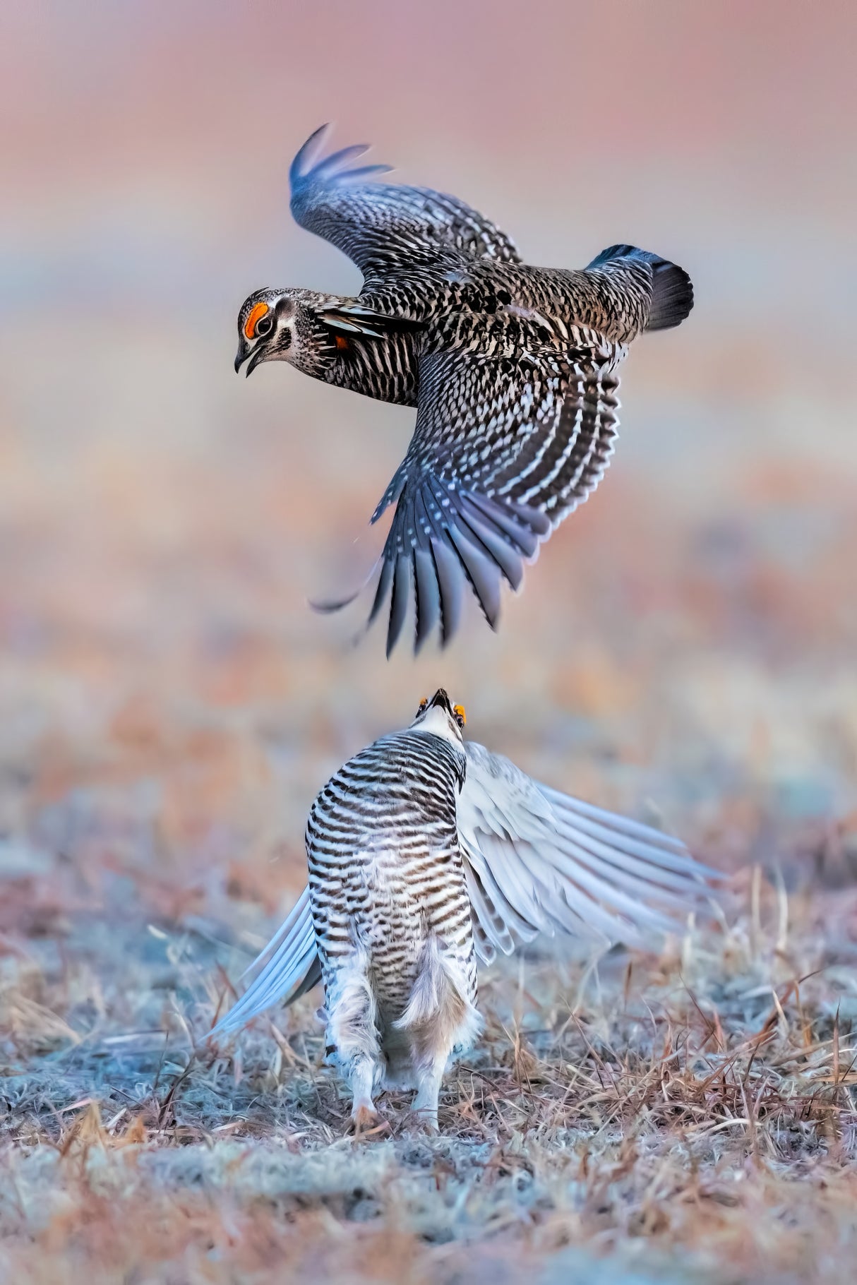 Greater Prairie Chicken Poster och Canvastavla