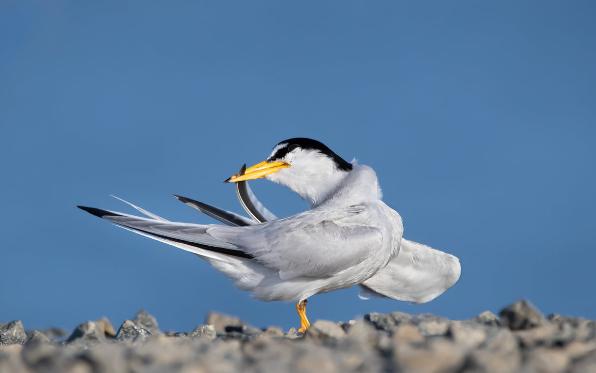 California least tern clean feather Poster och Canvastavla