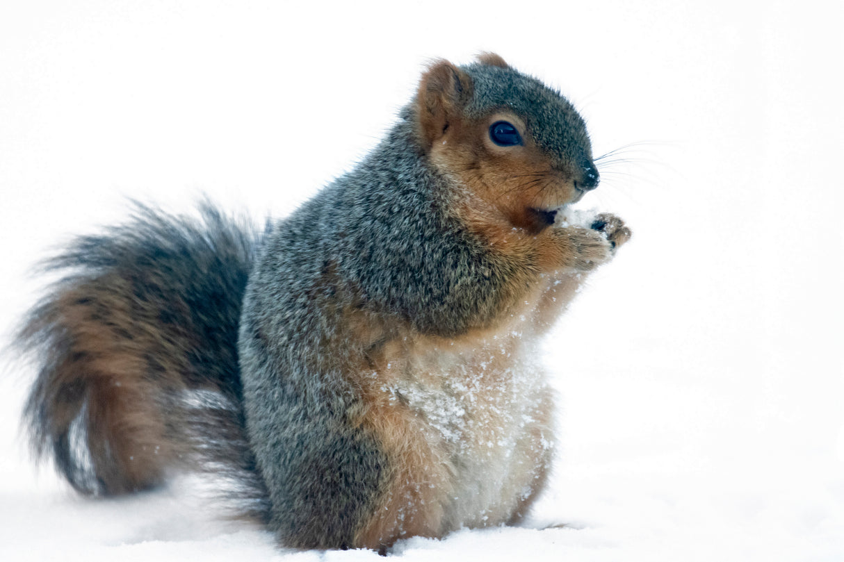 Squirrel Poster och Canvastavla