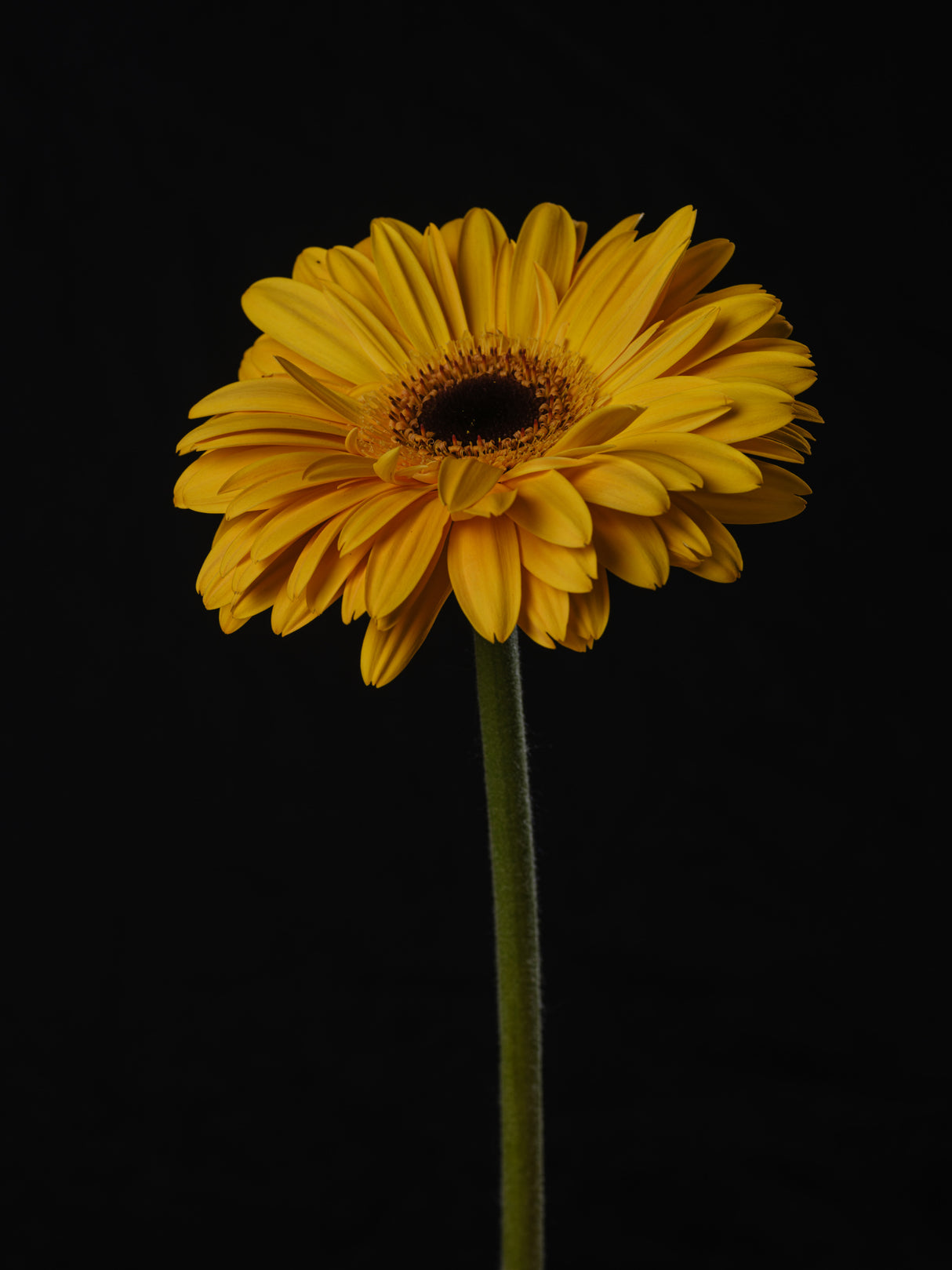 Beautiful flower Poster och Canvastavla