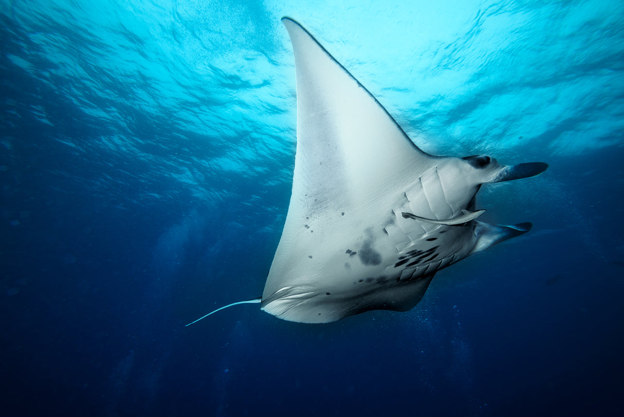 Manta Fly Poster och Canvastavla