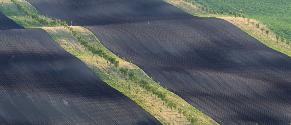 Moravian strips Poster och Canvastavla