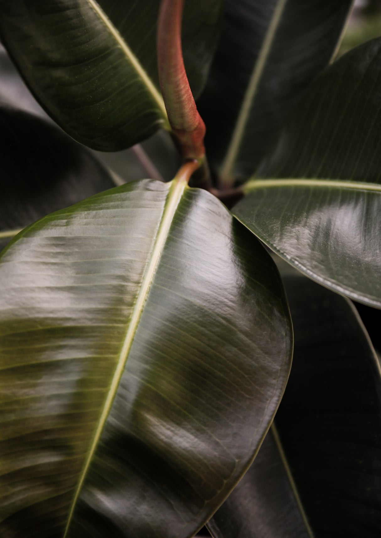 Ficus Bubu Poster och Canvastavla