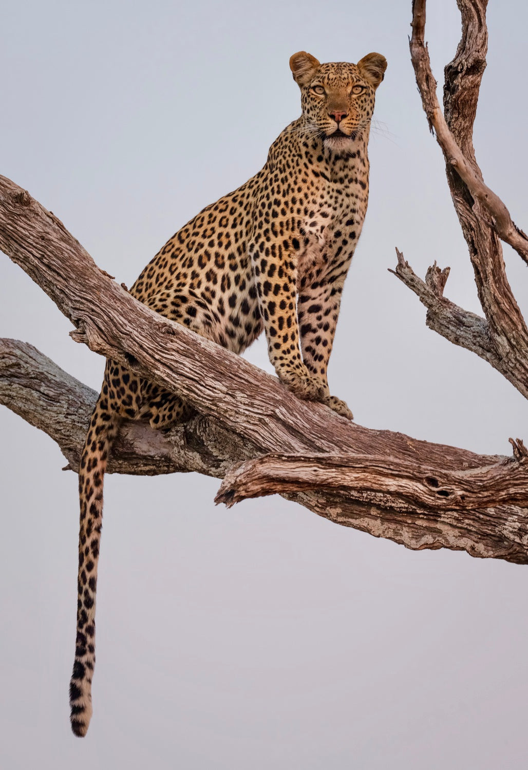 Leopard Portrait Poster och Canvastavla