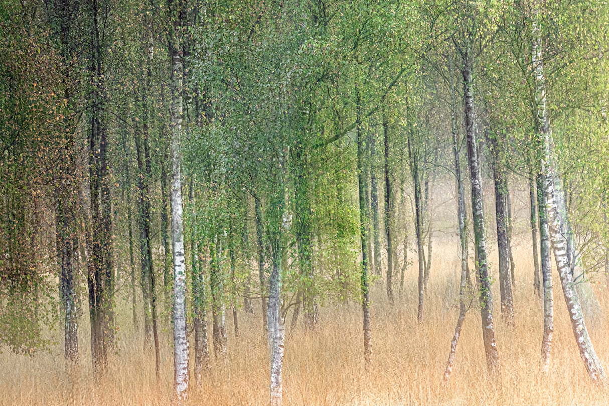 Waving trees Poster och Canvastavla