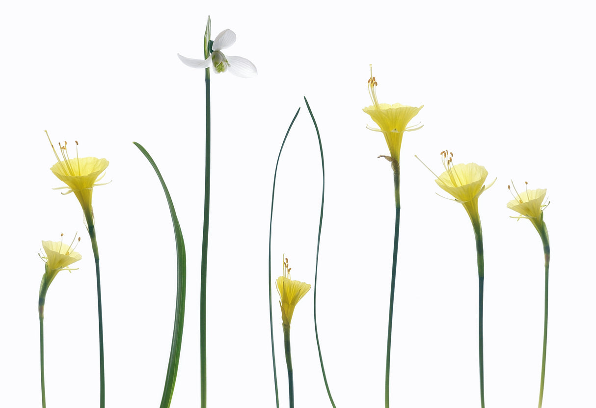 Spring flowers Poster och Canvastavla