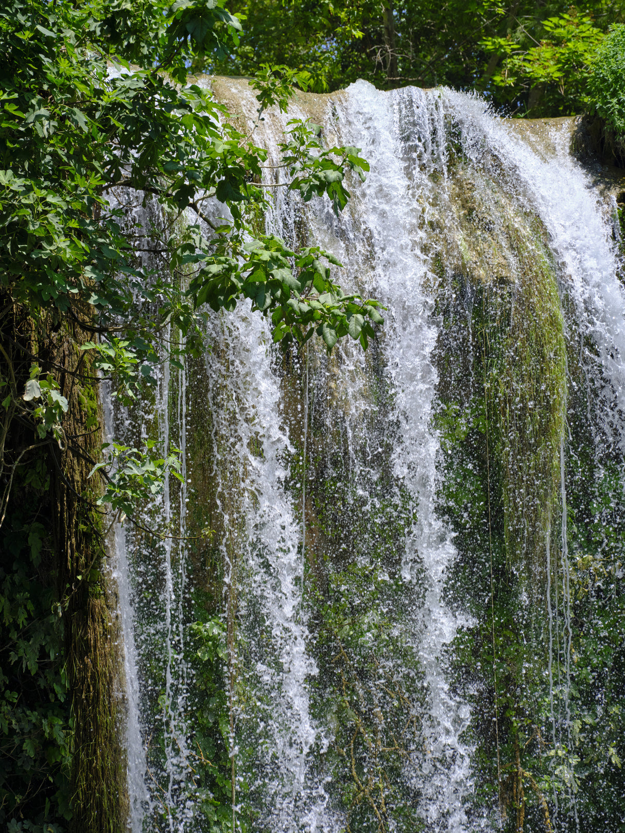beautiful waterfall in the forest Poster och Canvastavla