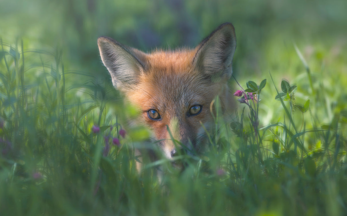 Red fox Poster och Canvastavla