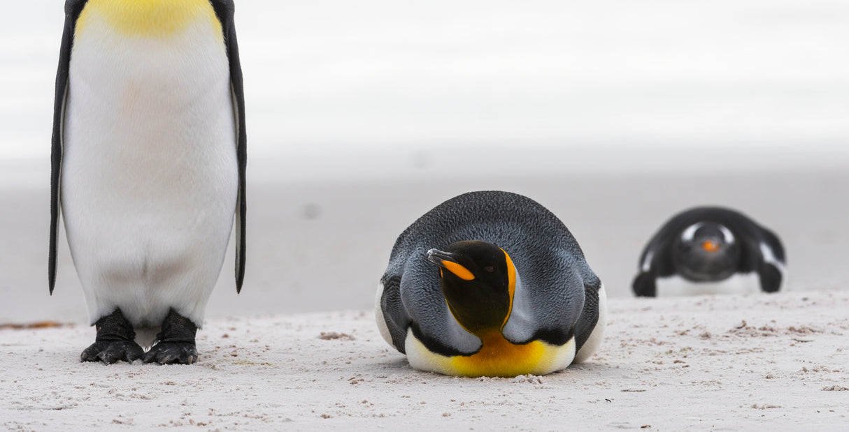 penguin look Poster och Canvastavla