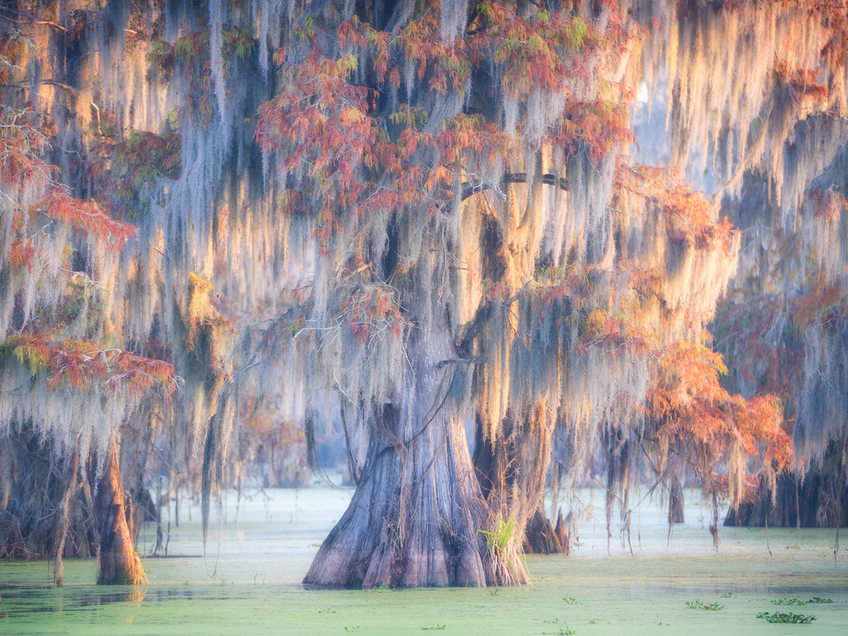 Atchafalaya River Poster och Canvastavla