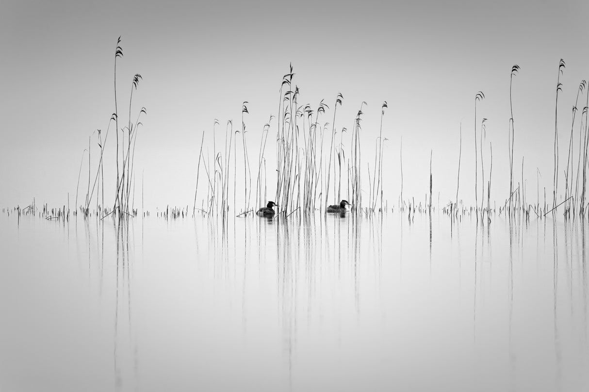 Couple in the reeds Poster och Canvastavla