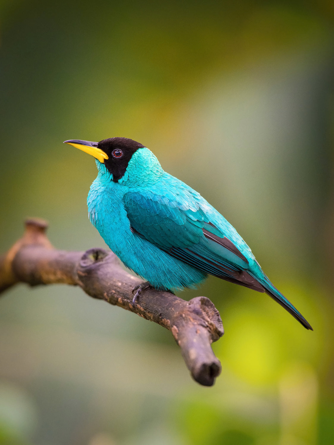 The Green Honeycreeper, Chlorophanes spiza Poster och Canvastavla