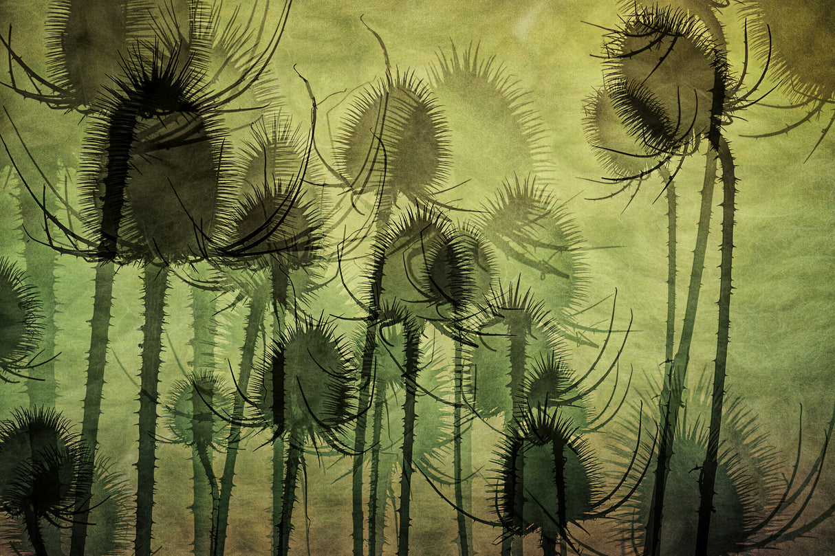 Wild Teasel Poster och Canvastavla