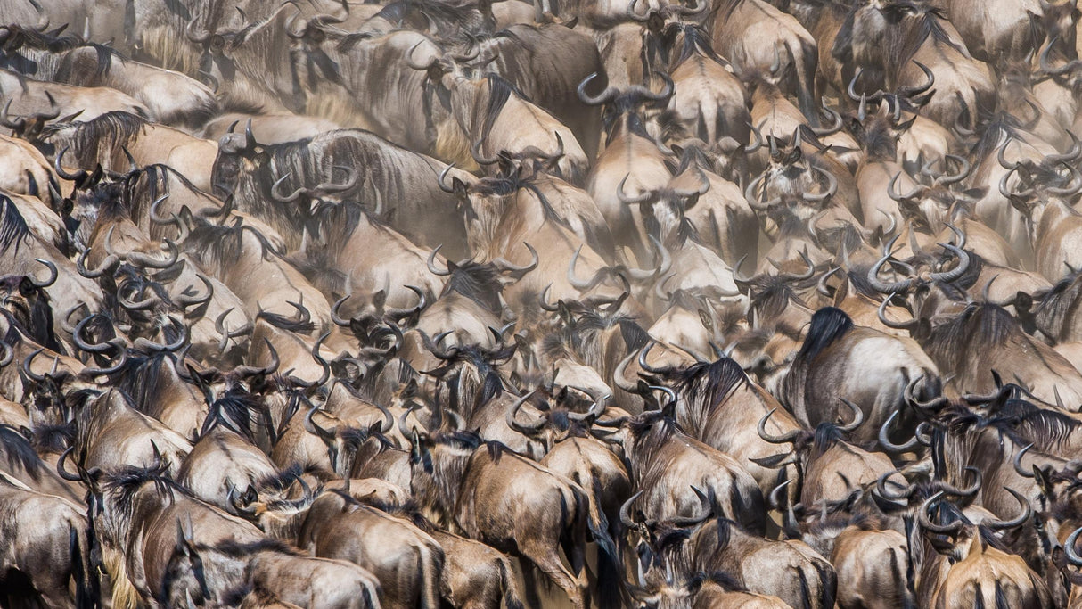 WildePattern Poster och Canvastavla