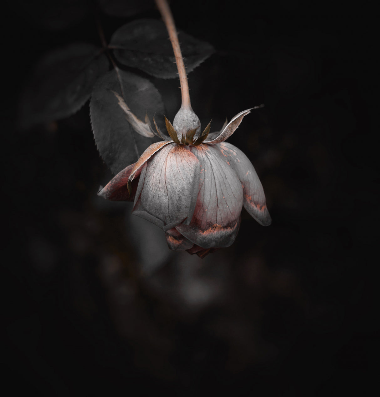 Zombie flower Poster och Canvastavla