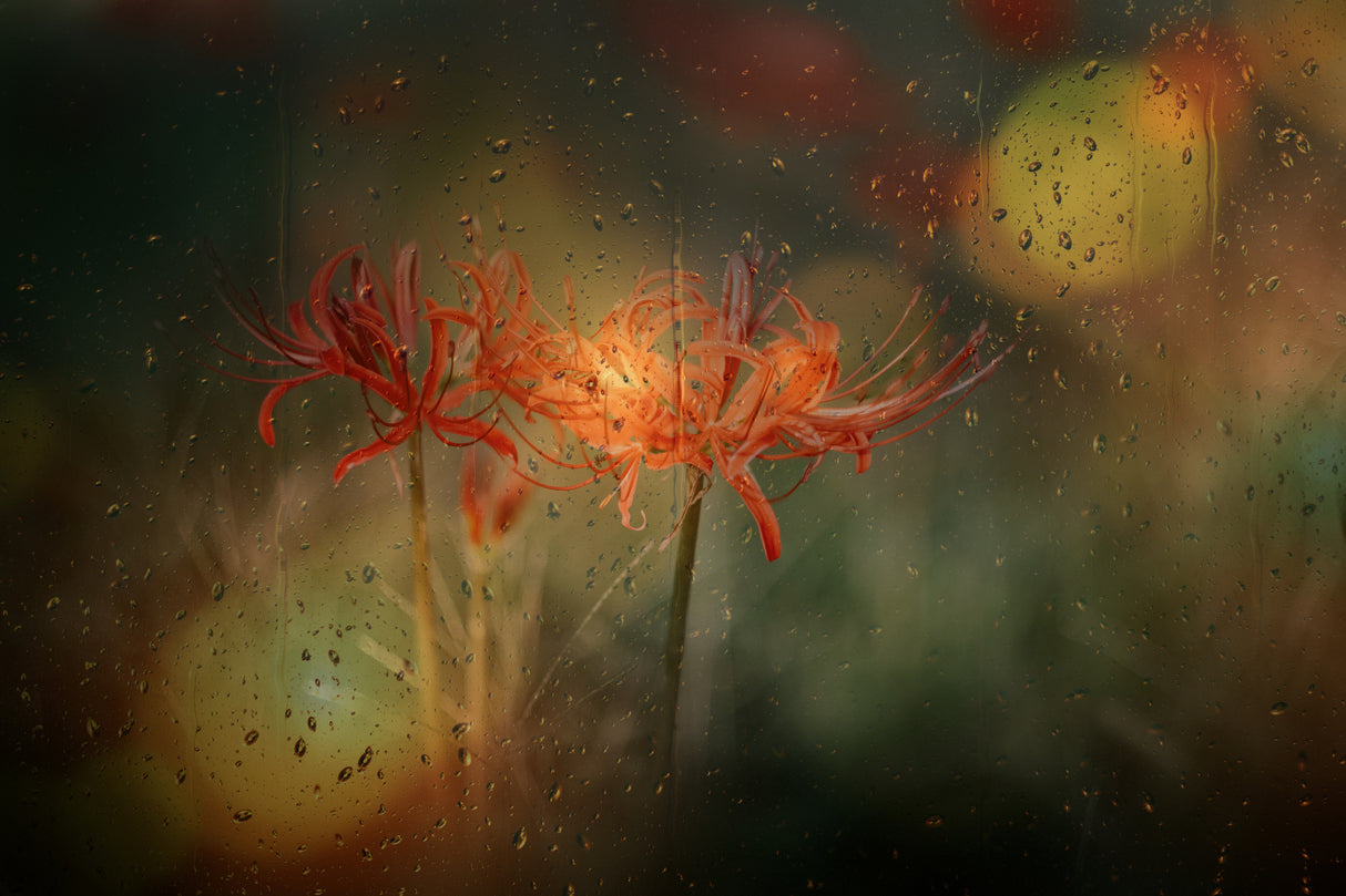autumn and rain Poster och Canvastavla