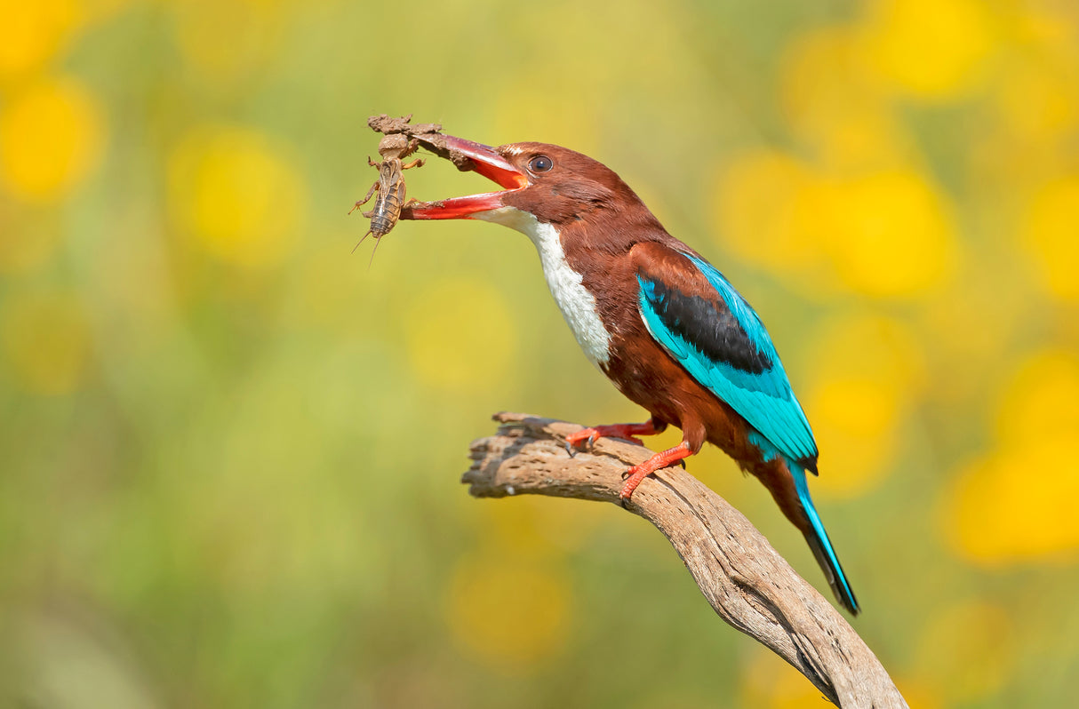 White Throated Kingfisher Poster och Canvastavla
