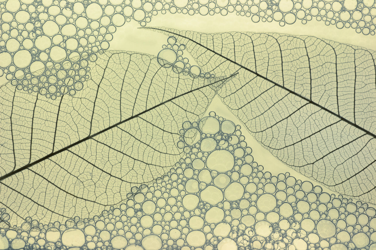 Lines and circles Poster och Canvastavla