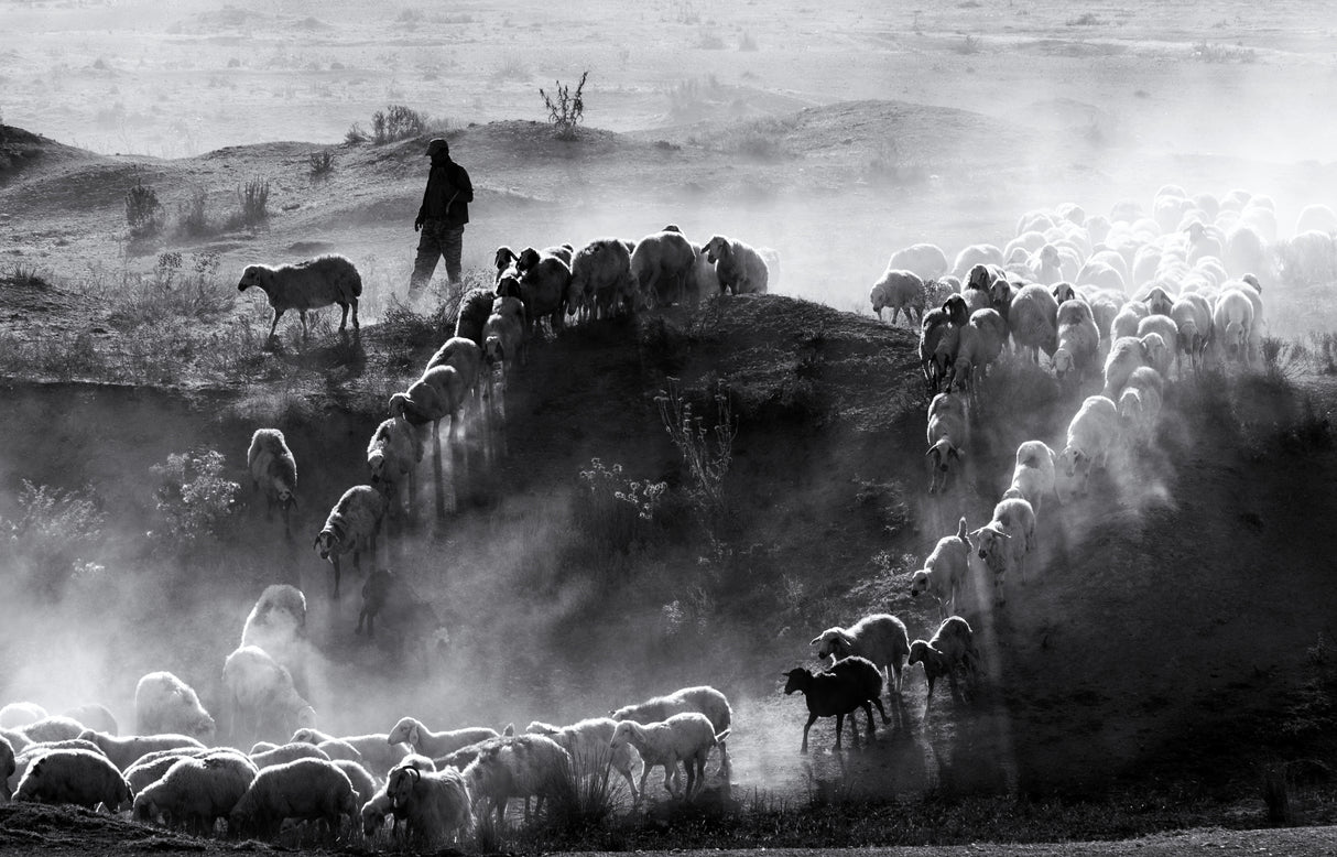 sheep herd Poster och Canvastavla