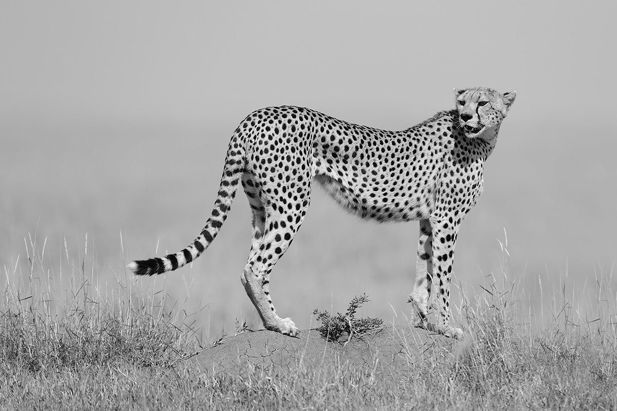 elegance in B&W Poster och Canvastavla