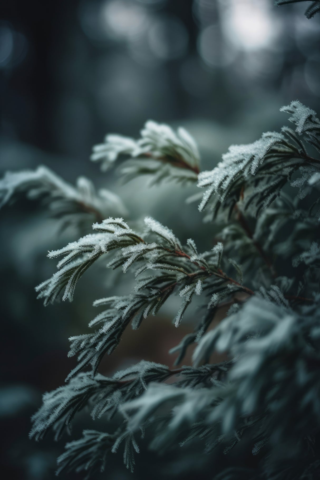 Winter Impressions No 1 Poster och Canvastavla
